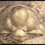 Cephalon del microscopico trilobite Microphillipsia tetraptera del Permiano della Valle del Sosio - Foto arch. Museo Gemmellaro